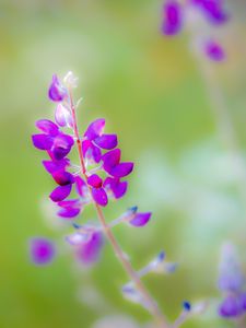 Preview wallpaper lupine, flower, petals, purple, blur