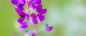 Preview wallpaper lupine, flower, petals, purple, blur