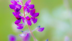 Preview wallpaper lupine, flower, petals, purple, blur