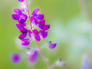 Preview wallpaper lupine, flower, petals, purple, blur