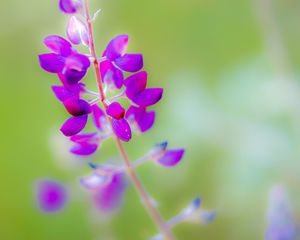 Preview wallpaper lupine, flower, petals, purple, blur