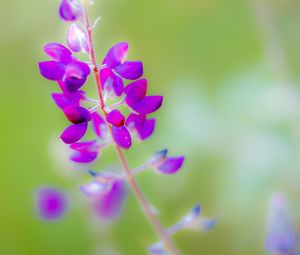 Preview wallpaper lupine, flower, petals, purple, blur