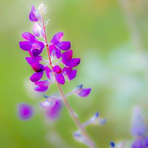 Preview wallpaper lupine, flower, petals, purple, blur