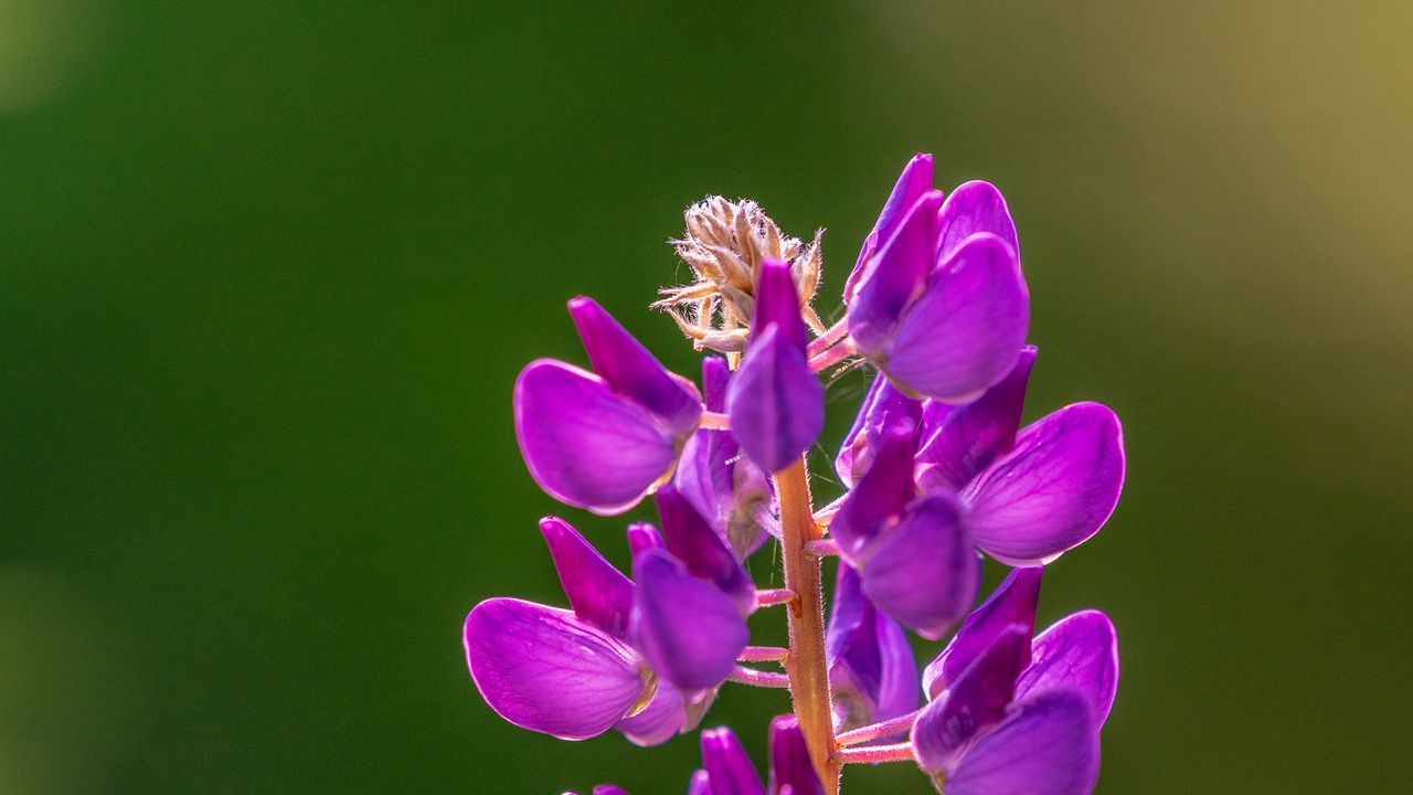 Wallpaper lupine, flowers, inflorescence, purple