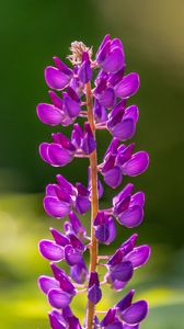 Preview wallpaper lupine, flowers, inflorescence, purple