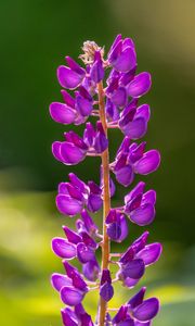 Preview wallpaper lupine, flowers, inflorescence, purple