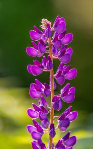 Preview wallpaper lupine, flowers, inflorescence, purple