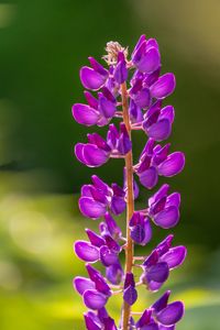 Preview wallpaper lupine, flowers, inflorescence, purple