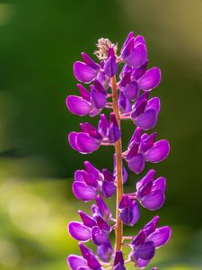 Preview wallpaper lupine, flowers, inflorescence, purple