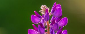 Preview wallpaper lupine, flowers, inflorescence, purple