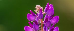 Preview wallpaper lupine, flowers, inflorescence, purple