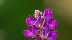 Preview wallpaper lupine, flowers, inflorescence, purple