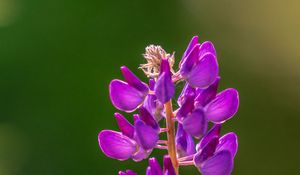 Preview wallpaper lupine, flowers, inflorescence, purple