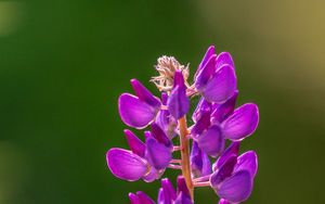 Preview wallpaper lupine, flowers, inflorescence, purple