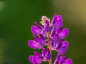 Preview wallpaper lupine, flowers, inflorescence, purple