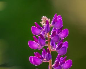 Preview wallpaper lupine, flowers, inflorescence, purple