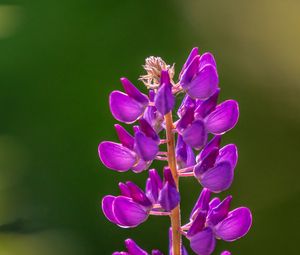 Preview wallpaper lupine, flowers, inflorescence, purple