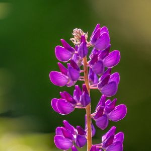 Preview wallpaper lupine, flowers, inflorescence, purple