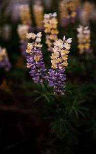 Preview wallpaper lupine, flowers, inflorescences, bloom, plant