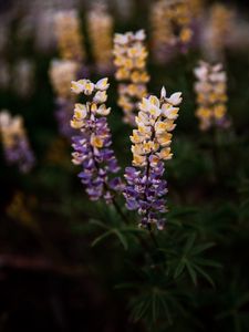 Preview wallpaper lupine, flowers, inflorescences, bloom, plant