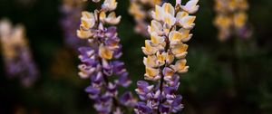 Preview wallpaper lupine, flowers, inflorescences, bloom, plant