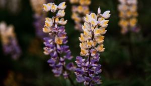 Preview wallpaper lupine, flowers, inflorescences, bloom, plant