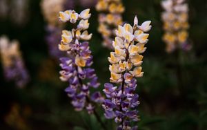 Preview wallpaper lupine, flowers, inflorescences, bloom, plant