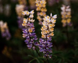 Preview wallpaper lupine, flowers, inflorescences, bloom, plant