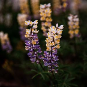 Preview wallpaper lupine, flowers, inflorescences, bloom, plant