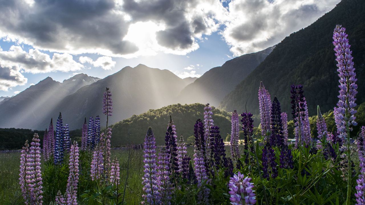 Wallpaper lupine, flowers, mountains, landscape, nature