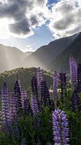 Preview wallpaper lupine, flowers, mountains, landscape, nature