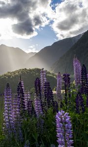 Preview wallpaper lupine, flowers, mountains, landscape, nature