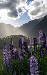 Preview wallpaper lupine, flowers, mountains, landscape, nature