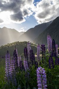 Preview wallpaper lupine, flowers, mountains, landscape, nature
