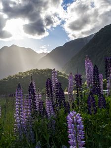 Preview wallpaper lupine, flowers, mountains, landscape, nature