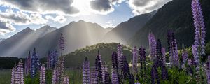 Preview wallpaper lupine, flowers, mountains, landscape, nature