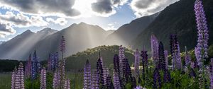 Preview wallpaper lupine, flowers, mountains, landscape, nature