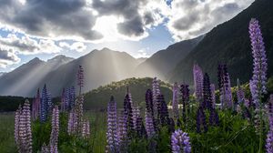 Preview wallpaper lupine, flowers, mountains, landscape, nature