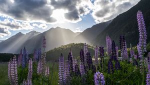 Preview wallpaper lupine, flowers, mountains, landscape, nature