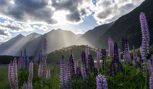 Preview wallpaper lupine, flowers, mountains, landscape, nature