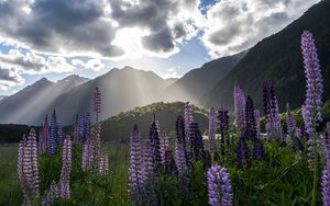 Preview wallpaper lupine, flowers, mountains, landscape, nature