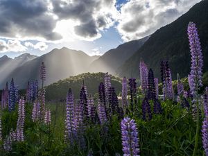 Preview wallpaper lupine, flowers, mountains, landscape, nature