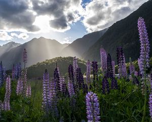 Preview wallpaper lupine, flowers, mountains, landscape, nature