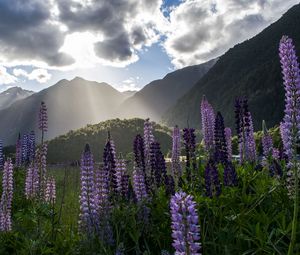 Preview wallpaper lupine, flowers, mountains, landscape, nature