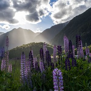 Preview wallpaper lupine, flowers, mountains, landscape, nature