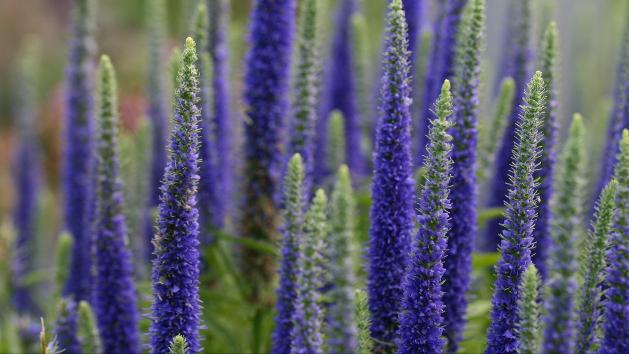 Wallpaper lupine, flowers, plant, bloom, blue