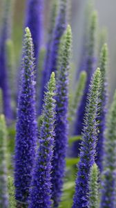 Preview wallpaper lupine, flowers, plant, bloom, blue