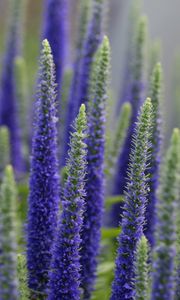 Preview wallpaper lupine, flowers, plant, bloom, blue