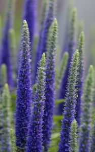 Preview wallpaper lupine, flowers, plant, bloom, blue