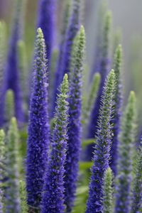 Preview wallpaper lupine, flowers, plant, bloom, blue